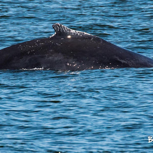 Whale Watching Fundraiser trip deposit Bill McKim Photography 