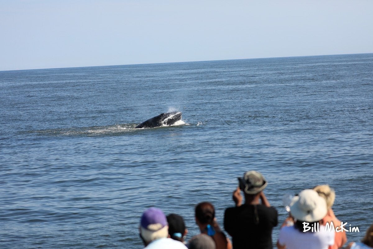 Whale Watching Fundraiser trip deposit Bill McKim Photography 